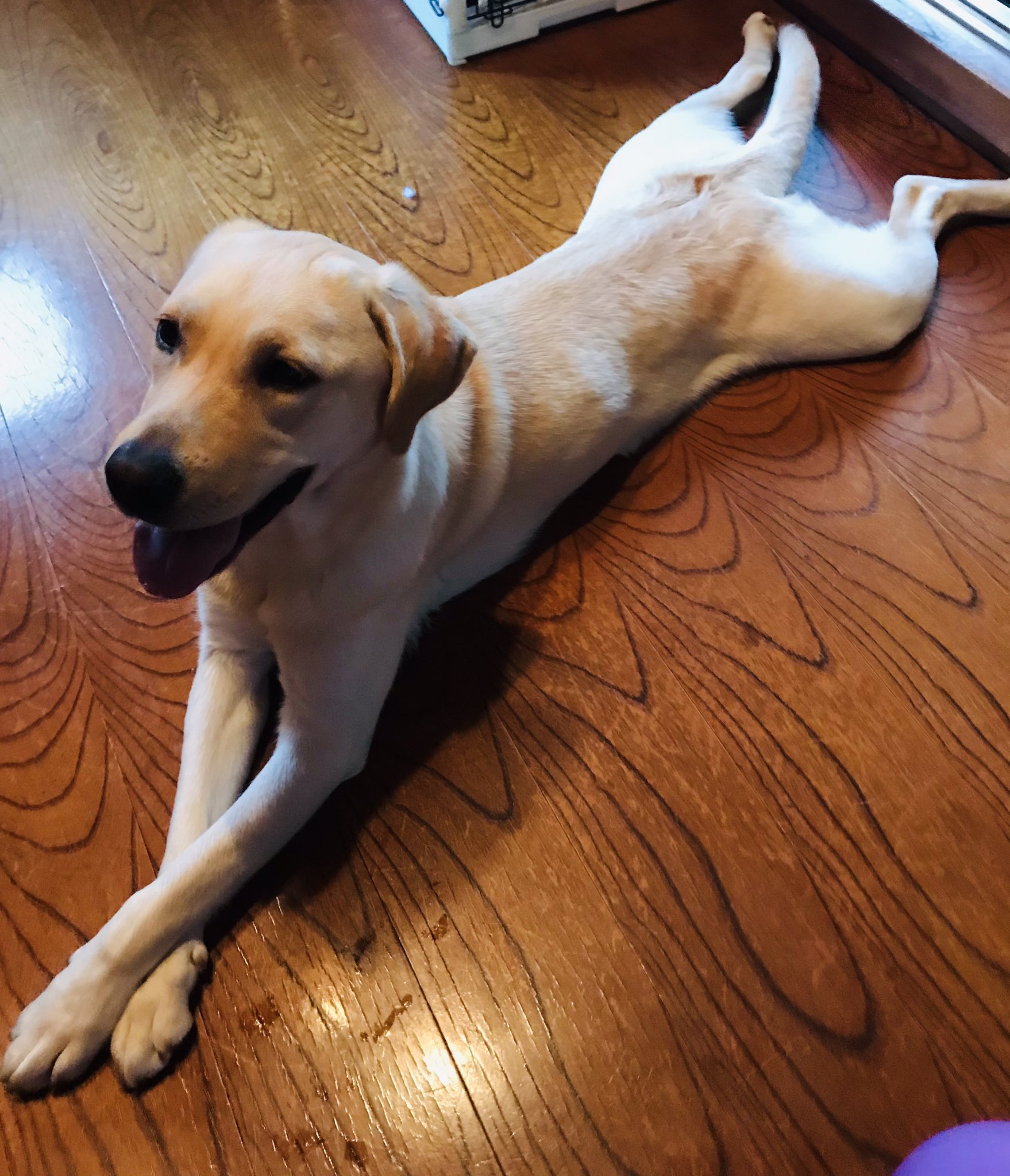 ラブラドールレトリバー リボン 1歳半のぽっちゃり柴犬 に遭遇 飼い主のエプロンお似合いの白髪のオバサマが スリムだけど ラブラドールかい 私 はい 小ぶりですが5月で2歳です 随分痩せてるねぇ ウチのは沢山食べさせたら太っちまったぁ ラブラドールレトリバー リボン 1歳半のぽっちゃり柴犬 に遭遇 飼い主のエプロンお似合いの白髪のオバサマが スリムだけど ラブラドールかい 私 はい 小ぶりですが5月で2歳です 随分痩せてるねぇ ウチのは沢山食べさせたら太っちまったぁ