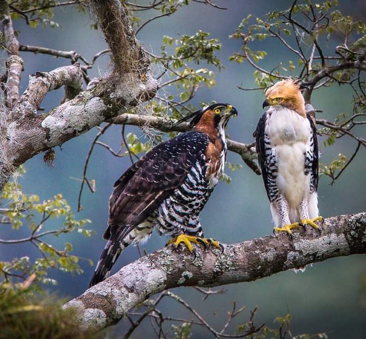 CludioDiazmeji1's tweet image. 