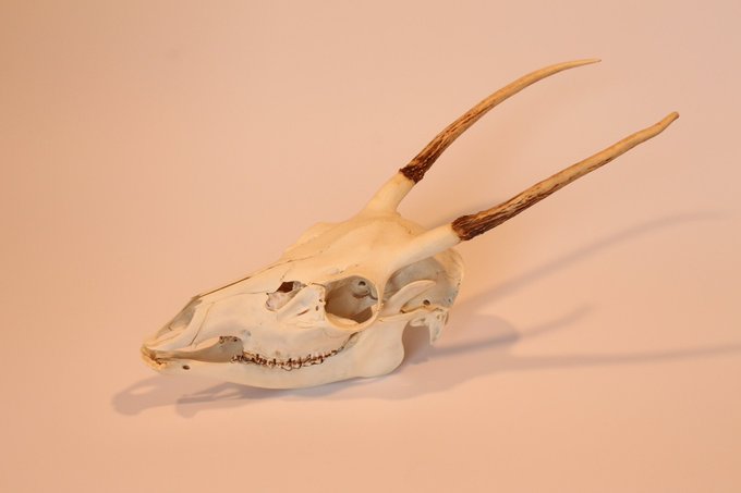 顎 高画質 のtwitterイラスト検索結果 古い順 顎 高画質 のtwitterイラスト検索結果 古い順