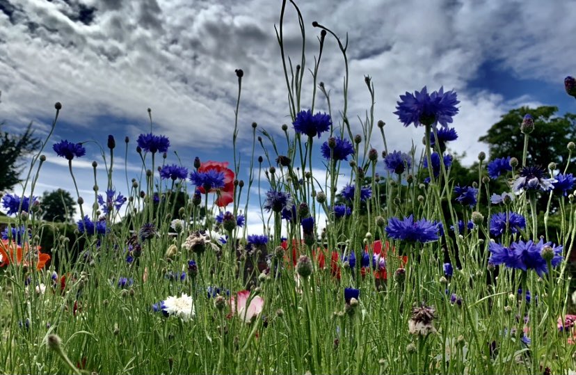WaltzGarden's tweet photo. These cornflowers were once termed a ‘weed’ in corn fields. But we think they are excellent cut flowers because they are easy to grow from seed sprinkling, grow back after cutting, plus just one flower can give around 20 seeds for the next year. They are gorgeous too! https://t.co/cLr6Y45fBZ