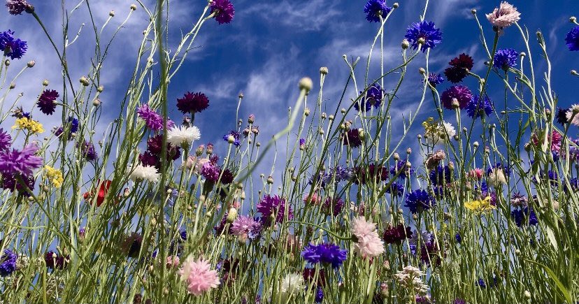 WaltzGarden's tweet photo. These cornflowers were once termed a ‘weed’ in corn fields. But we think they are excellent cut flowers because they are easy to grow from seed sprinkling, grow back after cutting, plus just one flower can give around 20 seeds for the next year. They are gorgeous too! https://t.co/cLr6Y45fBZ