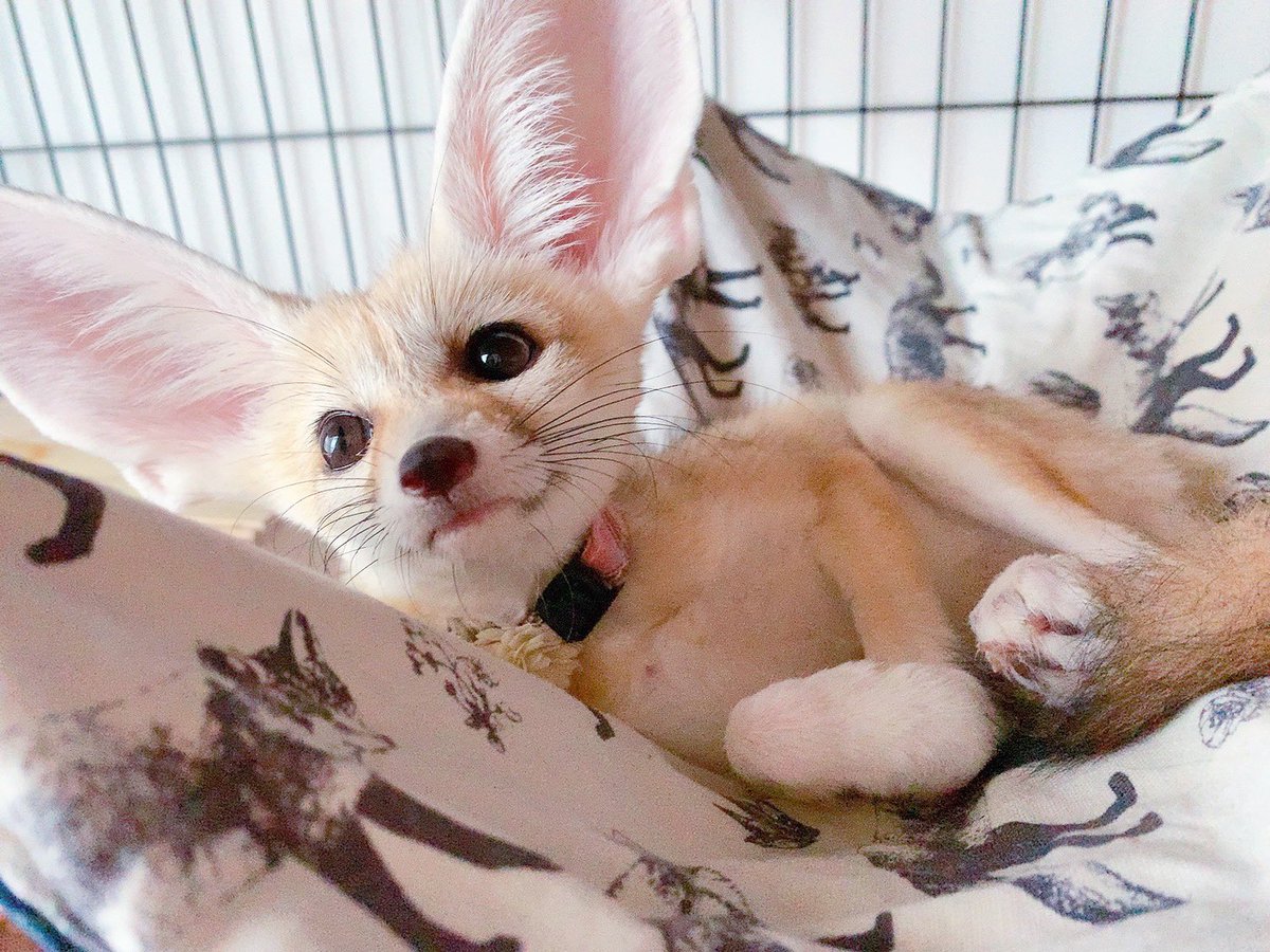 フェネックのころも (@koromo_0127) / Posts / X