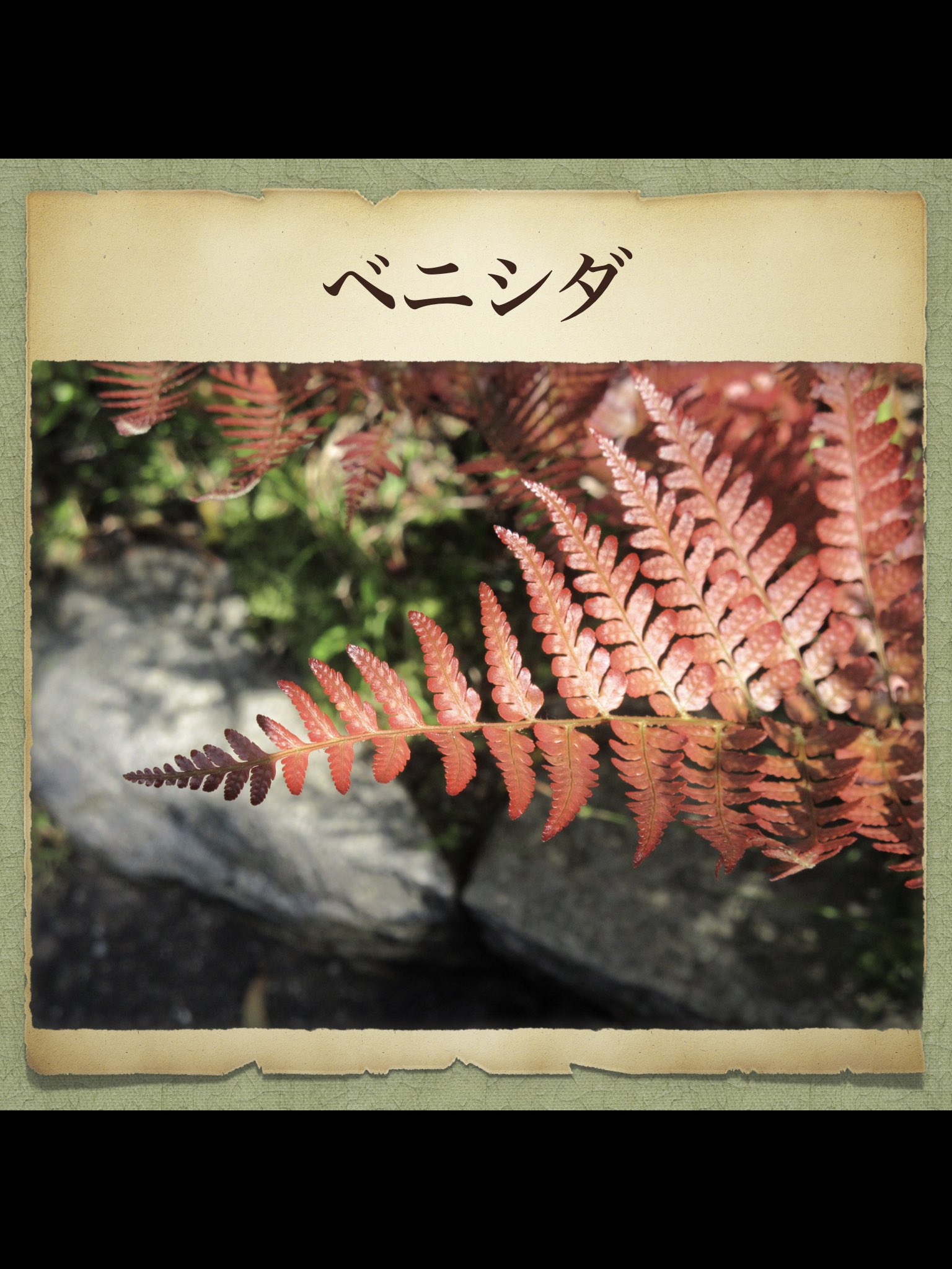 シダちゃん Mossy Ferny Twitter