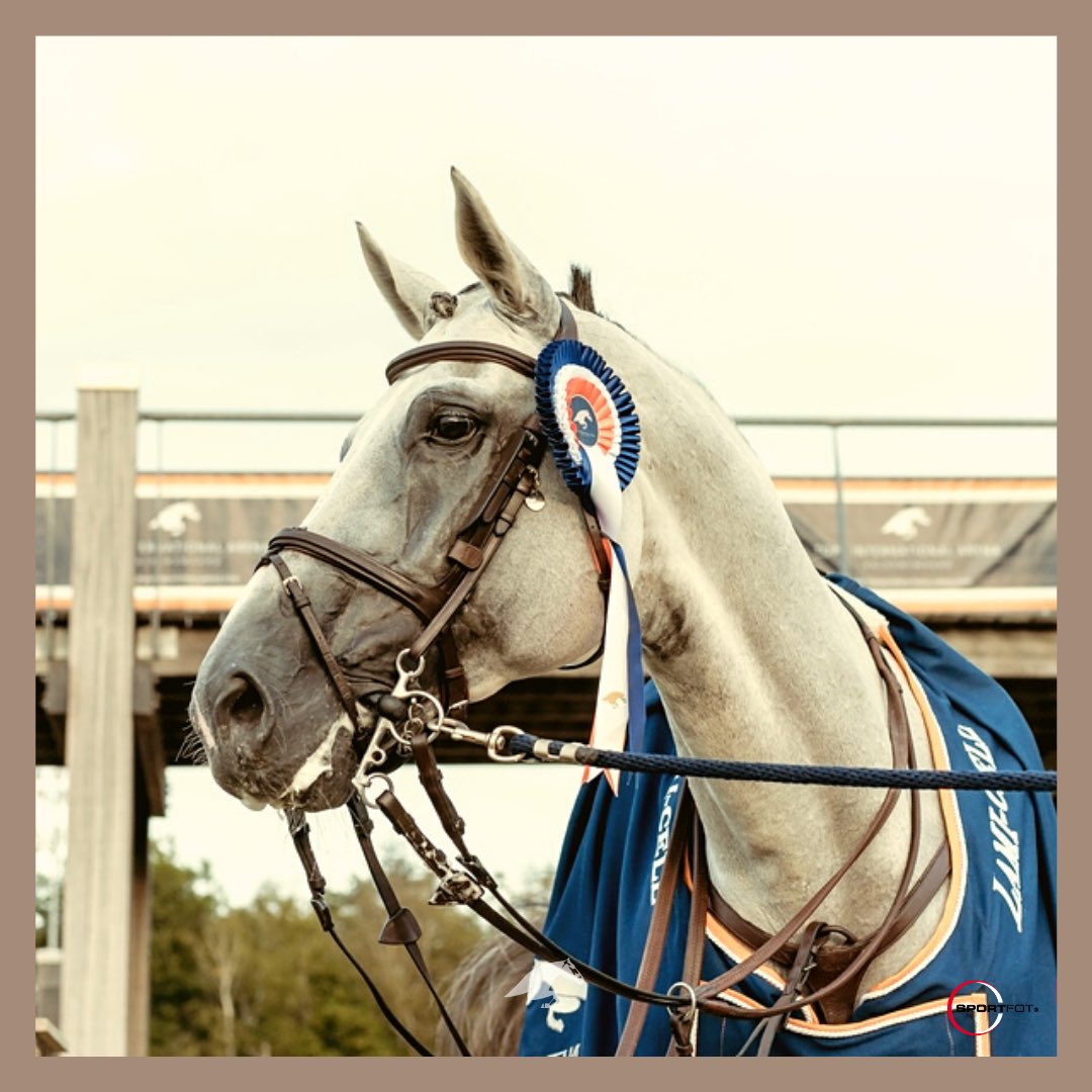 TopsIntArena's tweet image. Who can name this beauty (and champion)?😍

Photo: @sportfot.photovideo