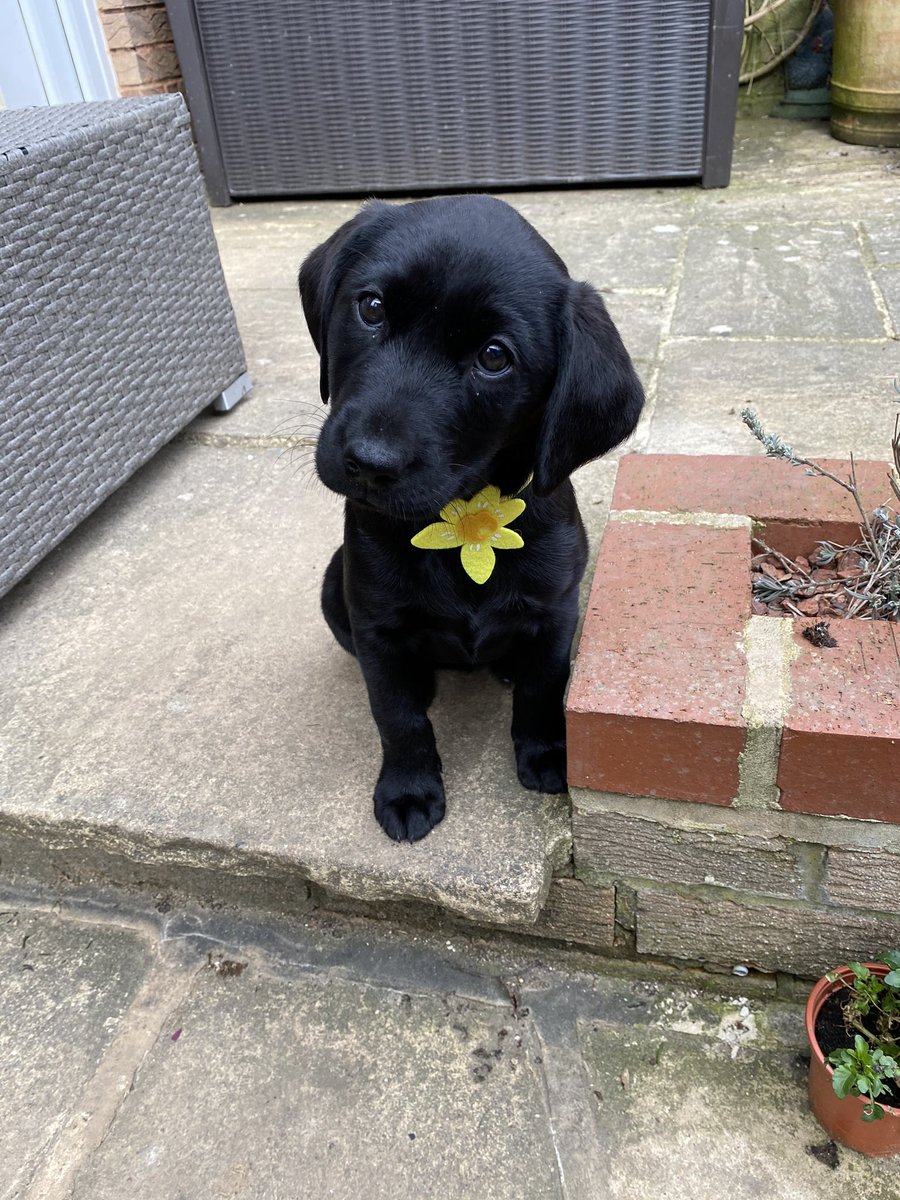 katiegrinter's tweet photo. The new addition pulls off the Daffodil well :) #laikathelabrador #mariecurie #GreatDaffodilAppeal @mariecurieuk https://t.co/unbUIIKaiJ
