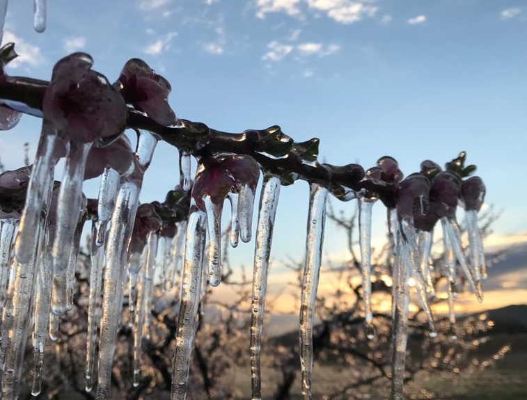 il_piccolo's tweet photo. A #Gradisca torna la magia del #gelicidio all'alba. Qui https://t.co/PHtPwPQ7w1 le foto di Matteo Trevisan https://t.co/ZJ610S4hvu