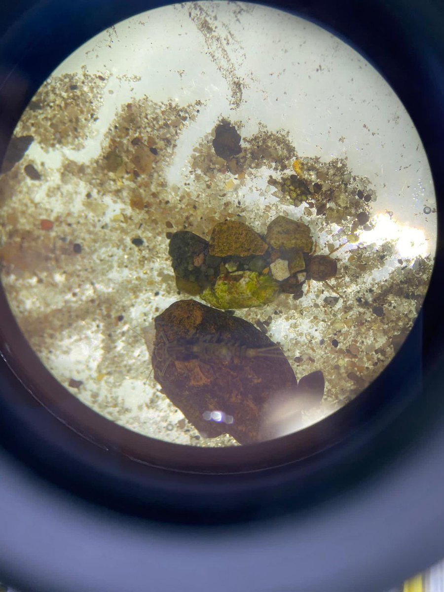 UOP_SCCJ_CFS's tweet image. A sneak peek of our work with our second year students this week.  This is a caddisfly larva that incorporates stones into its pupal case, and also incorporates forensic evidence such as fibres! 

#practicalwork #forensicfacts #icjs