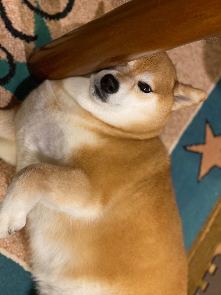 柴犬 瑚子 だれっ ここを見て大爆笑してるのは 失礼しちゃうワ 柴犬 柴犬を崇めよ 柴犬 瑚子 だれっ ここを見て大爆笑してるのは 失礼しちゃうワ 柴犬 柴犬を崇めよ