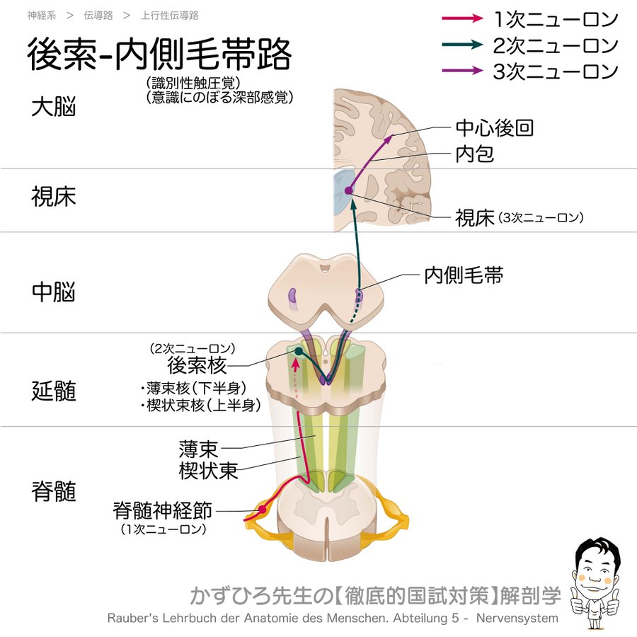 今日のプチ解剖 伝導路について誤っているのはどれ かずひろ先生 黒澤一弘 解剖学 Note