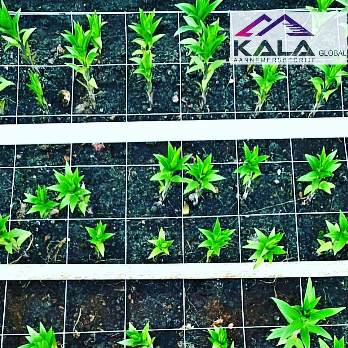 “when a flower doesn't bloom you fix the environment in which it grows, not the flower”.

#gaas #gaasvervangen #bloemengaas #lelie #chrysanten #flowers #bloemen #kwekerij #glastuinbouw #kassen #bloementeelt #flowers🌸 #lilium #liliums #chrysanthemum #chrysantemum #lisanthus