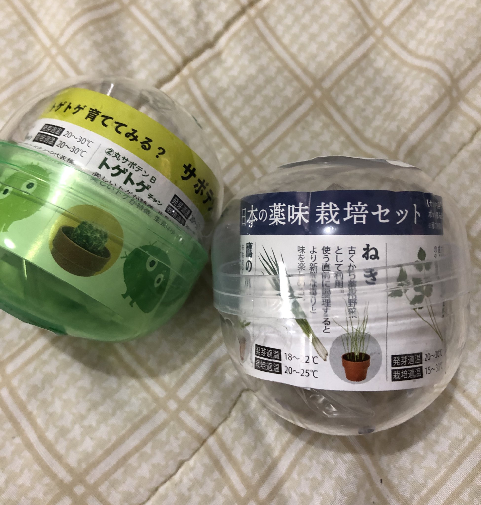 杏りゅう サボテンと薬味を種から育てるガチャやったよ 開封します 杏りゅう サボテンと薬味を種から育てるガチャやったよ 開封します