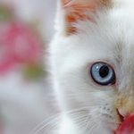 愛猫ちゃんの目は何色ですか？意外と知られていない猫の目の色について!