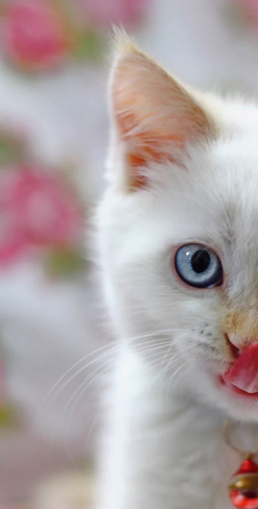 愛猫ちゃんの目は何色ですか？意外と知られていない猫の目の色について！