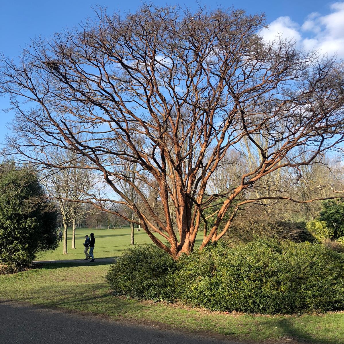 Are we obsessed? OK, maybe a little bit, but we can't get enough of our favourite tree. It's looking so good and walks feel that bit lighter and brighter listening to @girltrek and watching nature doing what it does best 🧡

#lovebrighton
#WalkingWithNature