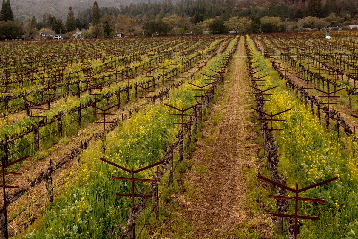 SpottswoodeWine's tweet photo. The estate vineyard is ready for a new vintage to begin #Spottswoode
#NapaValley #OrganicallyFarmed #Cabernet https://t.co/eTPVakslT0