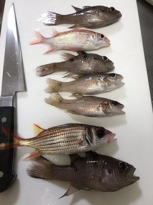 食料

今食いたいけど、明日の昼食うものがないから耐える 