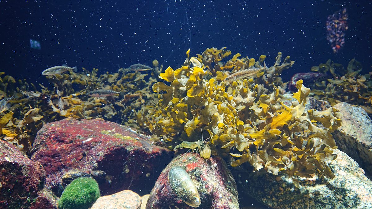 We are hiring! Interested in linkages between habitat and seafood? Want to work in an interdisciplinary environment with a focus on sustainability? #Postdoc position available, deadline April 15th. Join us! #aquaculture #BalticSea @NRHUatUU @UU_University uu.se/en/about-uu/jo…