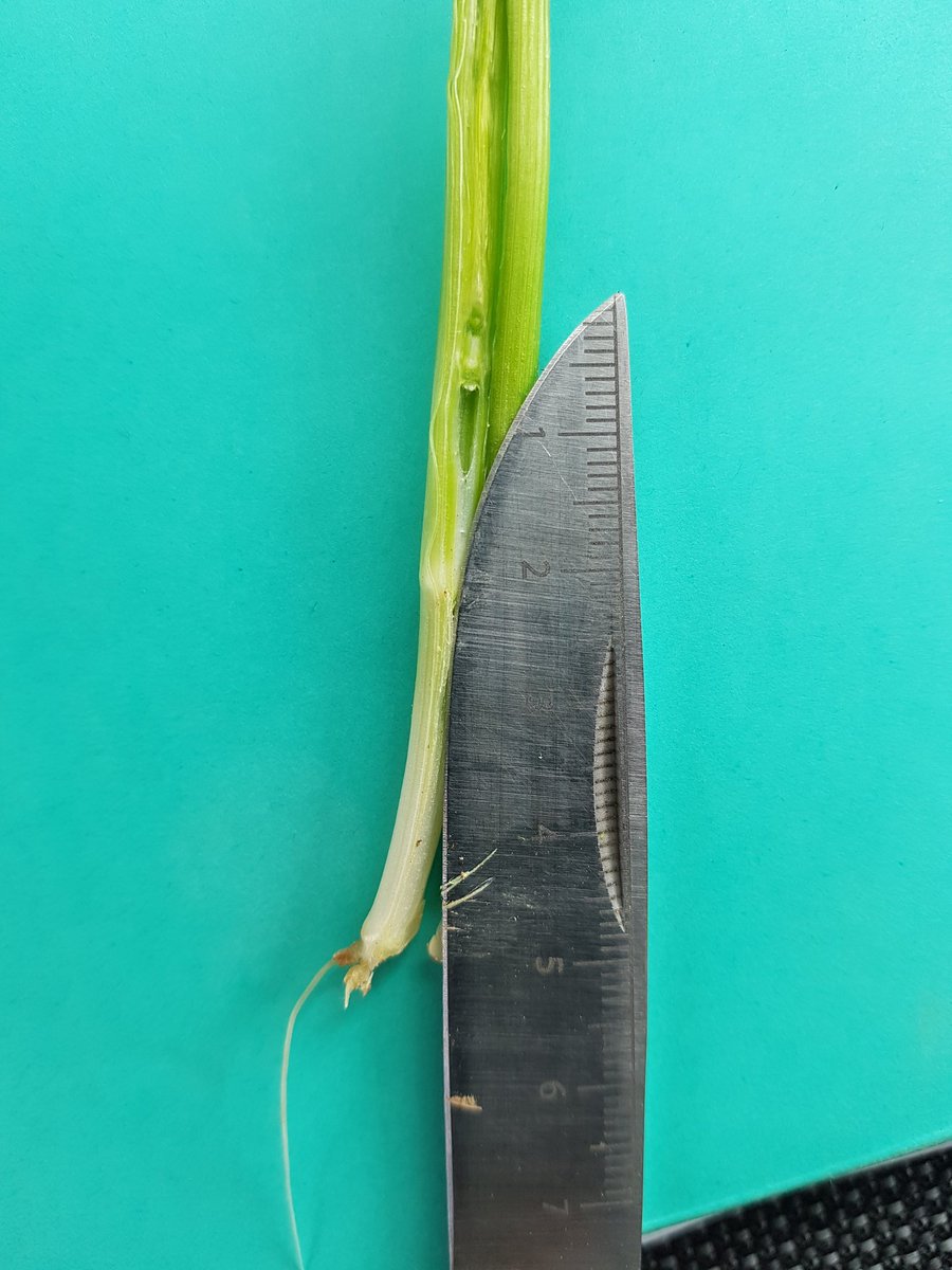 Blé kws extase précédent pdt semi du 17 octobre