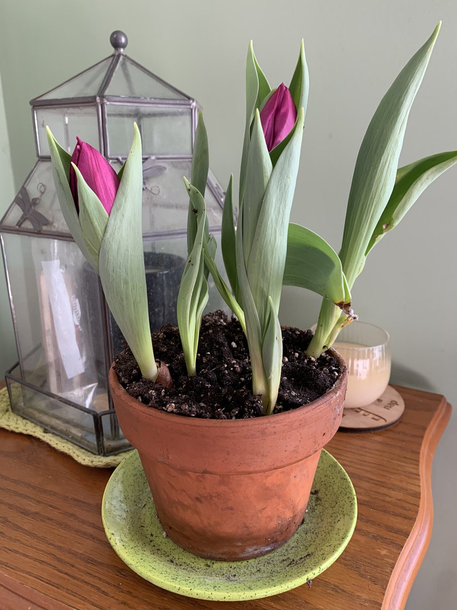 WDCGardener's tweet photo. The ‘Purple Prince’ Tulips I forced indoors are cheering me up on this gloomy day. #gardendc #dmv #bulbs #bulbchat #forcingbulbs #tulips #flowerreport #flowers https://t.co/AA3yBNsayx