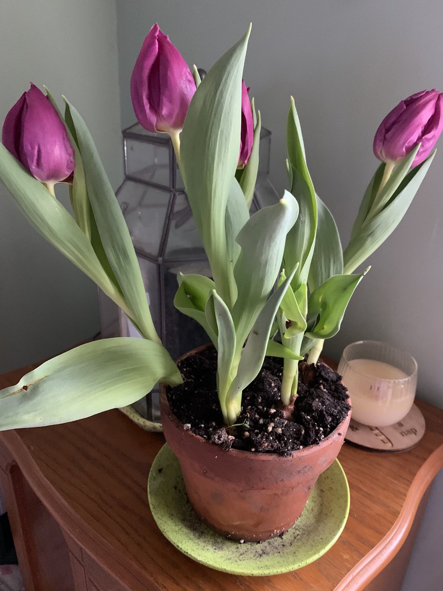 WDCGardener's tweet photo. The ‘Purple Prince’ Tulips I forced indoors are cheering me up on this gloomy day. #gardendc #dmv #bulbs #bulbchat #forcingbulbs #tulips #flowerreport #flowers https://t.co/AA3yBNsayx