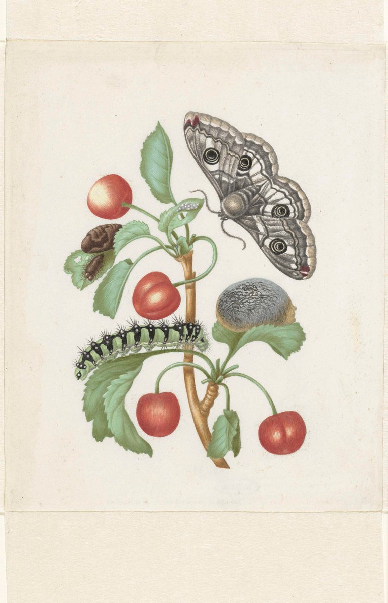 Sto disegnino è de Maria S. Merian, una delle prime naturaliste e illustratrici scientifiche. 1679
Stava in fissa co gli #insetti. Pubblicò due tomi sui #bruchi che...nun poi capì quanto so belli. Certi disegni te lasciano senza parole: meravijosi peddavero!
#natura
#arte