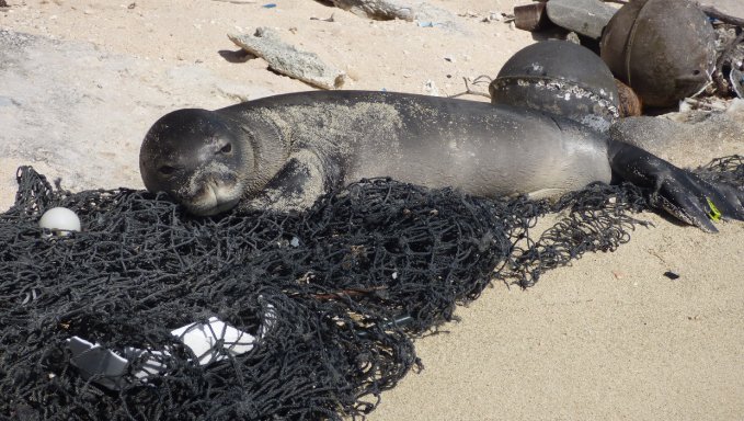 de_plastik's tweet photo. Der Abfall in unseren Meeren macht auch vor Robben nicht halt! 😢
Sie verfangen sich in Fischernetzen, Plastikabfällen oder auch abgerissenen Angelhaken...
Die niederländische Tierschutzorganisation EHBZ rettet allerlei Tiere, aus den Fängen unseres Abfalls. 💪

#danke #noplastic https://t.co/hwqG2HHQFM