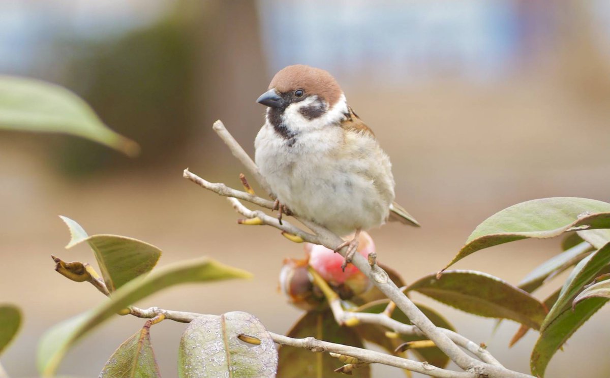 ふくらすずめ Twitter Search