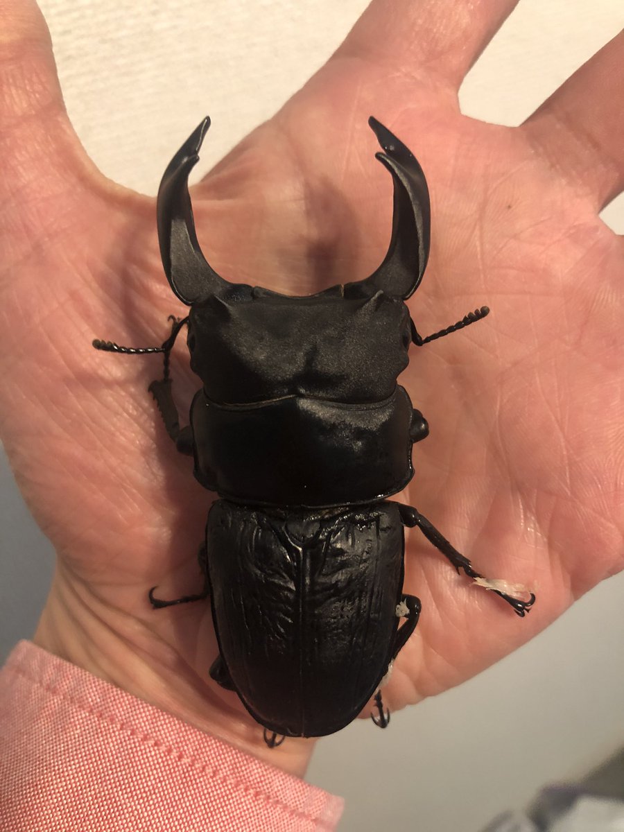 オオクワガタ久留米大型血統幼虫2匹④プレミアムライン