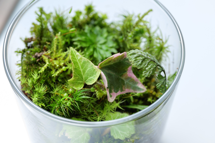 aki_rina's tweet image. 苔テラリウムなどを販売している岐阜県の佐藤農園さん、コロナ影響で売上が8割減となっており【送料無料】の対象です。おうちに緑を増やしたいな〜とお考えの方はこの機会にぜひ！お花などもあって弊社内でファンが増えてます☺️ #農家漁師からのSOS

▼“コケ🌱”など商品一覧
tabechoku.com/producers/2157…