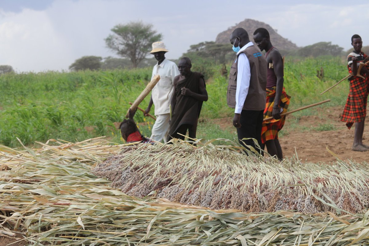 TurkanaCountyKE's tweet image. This afternoon CECM @PhilipAemun visited Nanye irrigation scheme where 210 acres of land is under sorghum production. @GovernorNanok @FAOKenya @WFP_Kenya