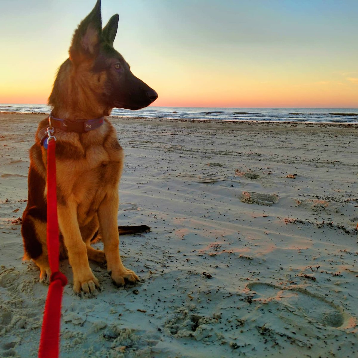 4 years of puppy eyes happy adoption day Tobias!  #gsd #GermanShepherd