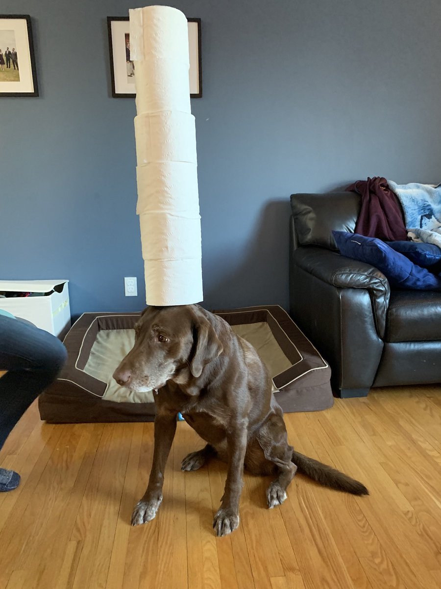 NalaNannie's tweet image. Happy #ThrowbackThursday everyone. Open to see my great balancing act from last March. Yes I believe that is six rolls! 😳😳😳😳🤪🤪🤪 #lockdownfun @optimusgearco