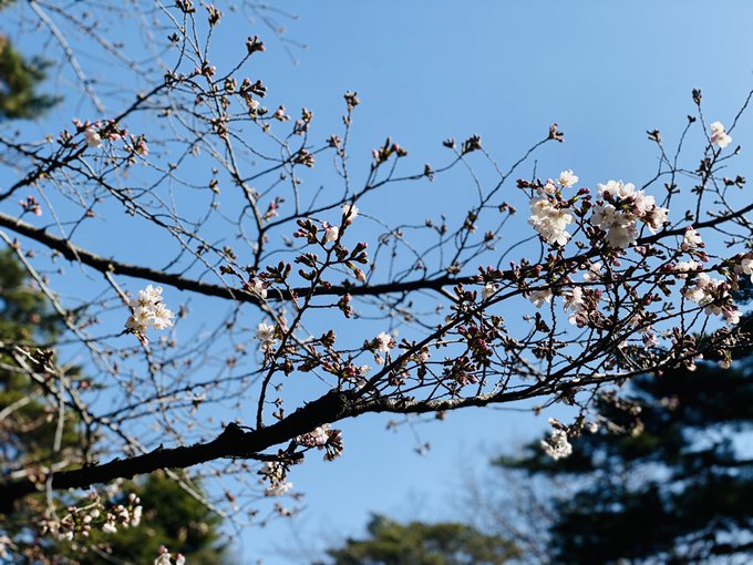 今年もお外でじゃがバターは無理かなあ 