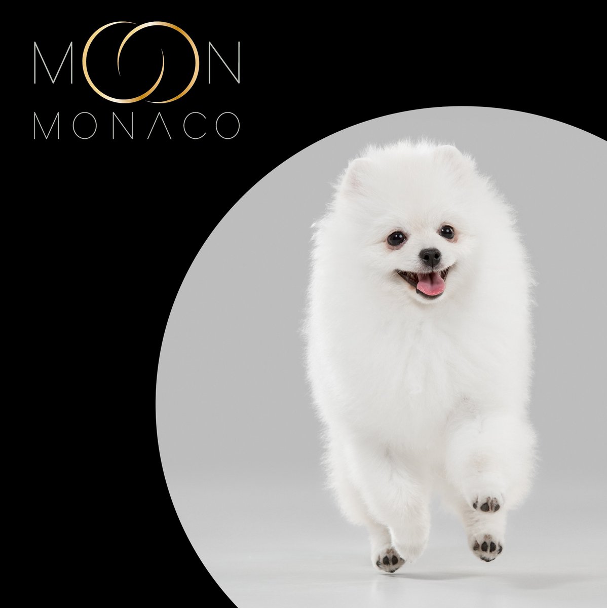 moon_monaco's tweet photo. #feelgoodinstant #staysafe

#finejewelleryforpets #fashionforpets #moonmonaco #18caratgold #newcollection #monaco #design #pets #dog #dogs #puppy #doglife #doglover #doglovers  #dogsofinstagram #dogstagram #dogsofinsta
#pomeranian #pomeraniansofinstagram #whitepomeranian https://t.co/zpVxFUyPJJ