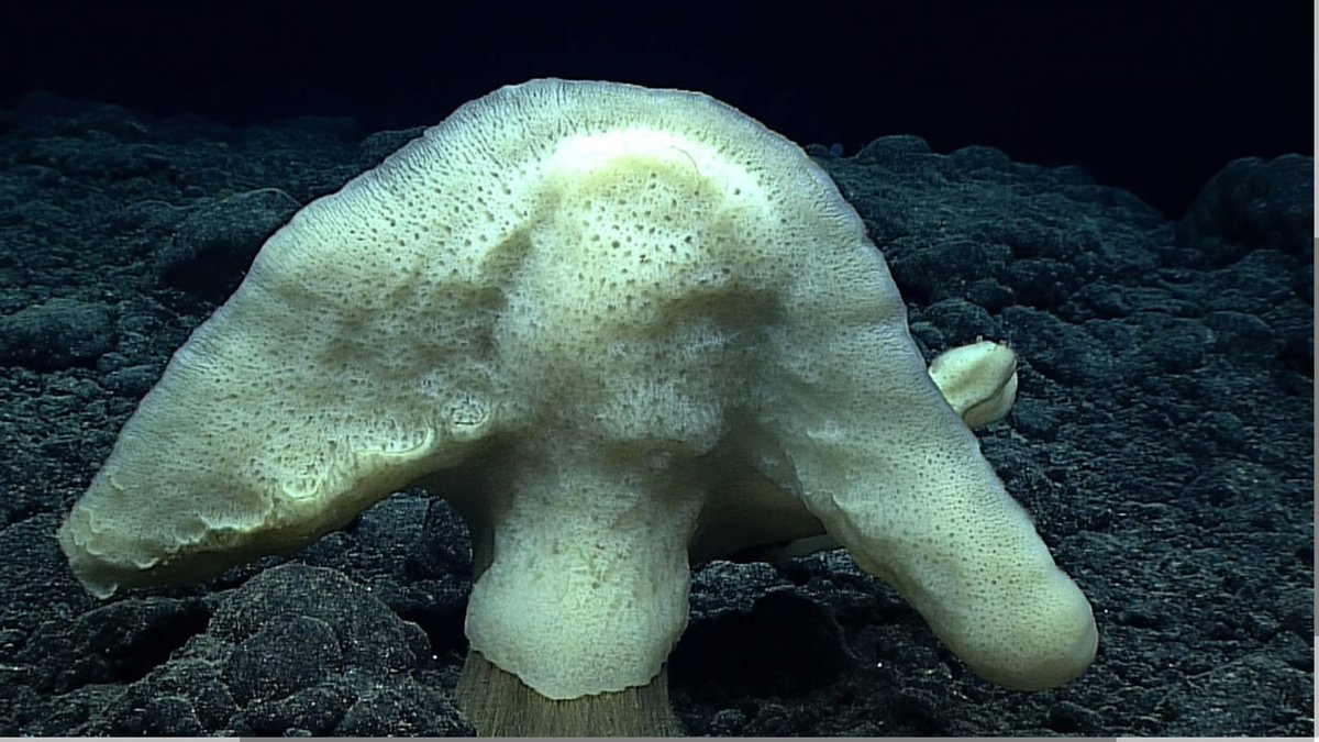 Funny looking sponge!  #SpongeThursday #Okeanos