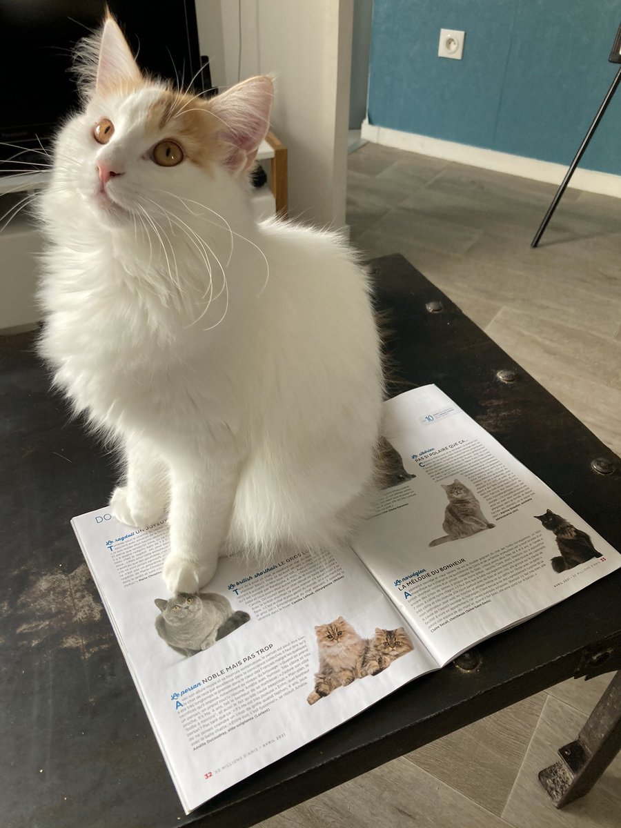 Sherlock_Chat's tweet image. On parle de moua dans le magazine des pôtizanimos ! Numaine elle a dit à la journaliste jété un trébonchat. Par contre cé vesquant la journaliste elle a pas gardé ma foto. Jé rien contre la beauté du collègue mais la mienne elle est plusse spéciale cé pourça je m’assite dessus.