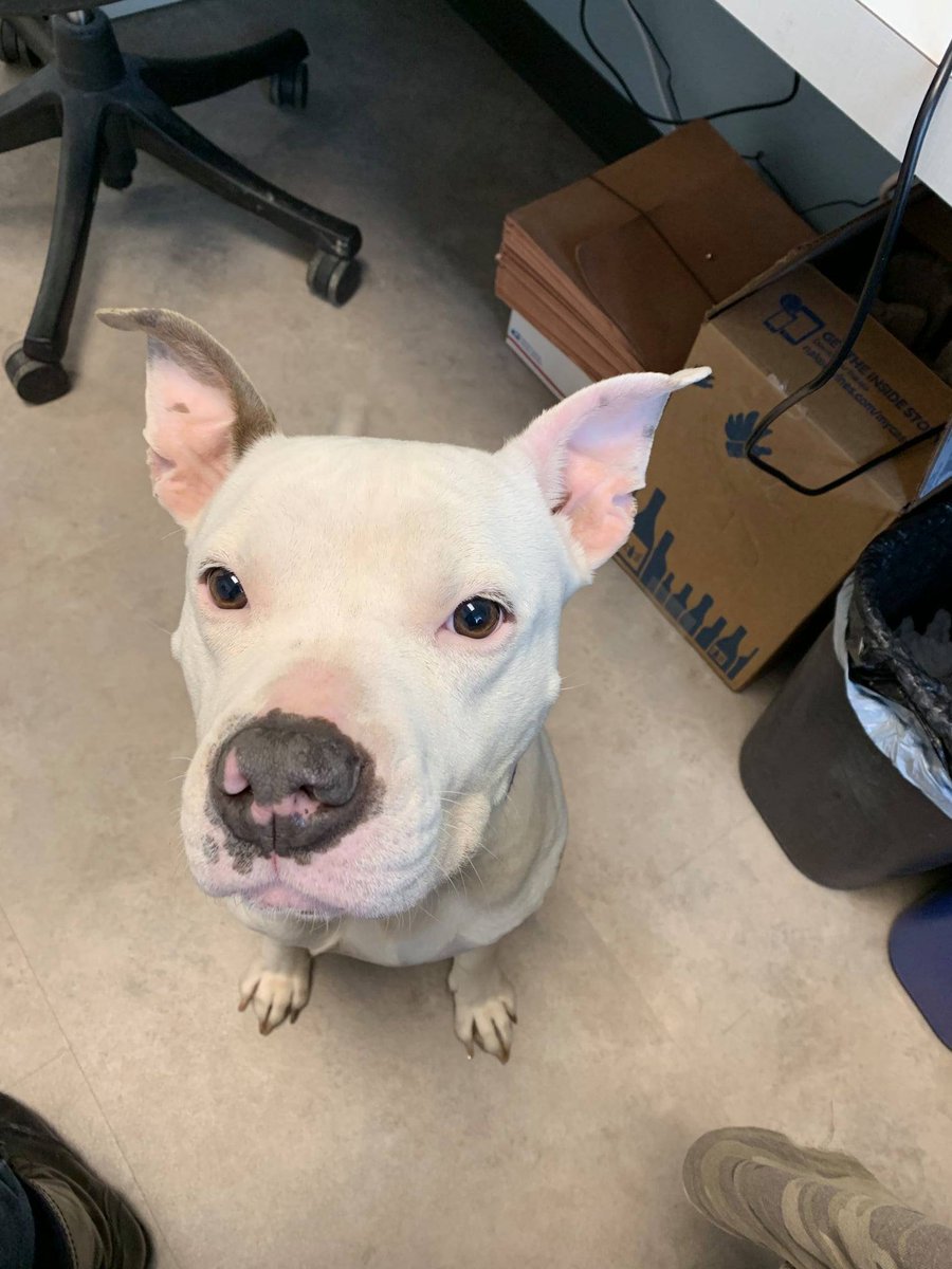 NaperHumane's tweet photo. 1/2 Is that a baby cow?! Nope, it is just our lovable lady Sassy! Sassy is 2 years old and ready to find a family. Sassy enjoys a nice bed, preferably next to a person, after a long walk and a good meal. https://t.co/Q5abpO0Vuu