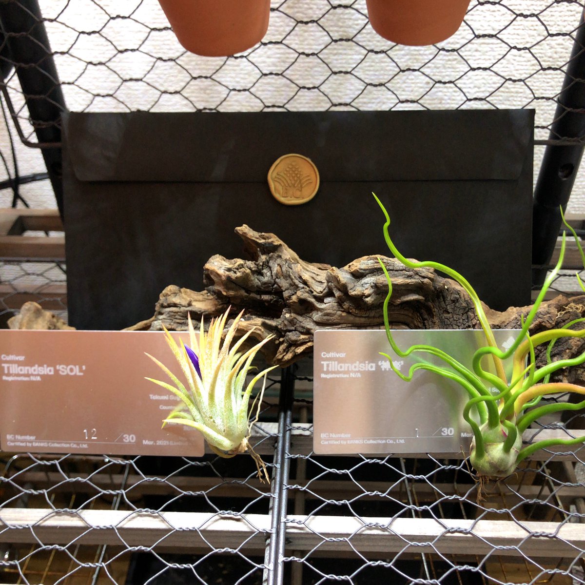 Tillandsia ionantha SOL Tillandsia bulbosa 神楽 染まり悪いけどSOL