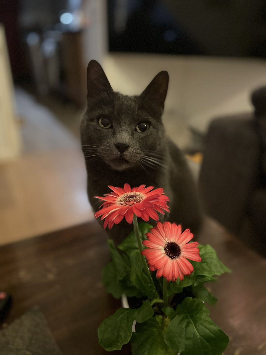 Just waiting till May to start welcoming the guests again ! 
#catsofinstagram #newquay #visitcornwall #holidays #sunmervibes #picoftheday #beautiful #loveyourcat #fistral #bytheocean #lovecornwall #instacornwall #sea #beach #surfing #surf #travelphotography #travel #bestplacetogo
