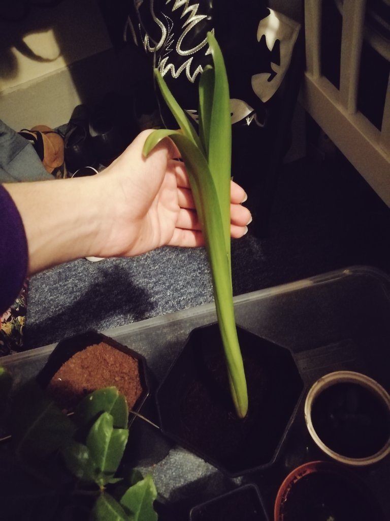GoWildForBees's tweet photo. All my children are growing so bigπ₯Ίπ... And some are in desperate need of a clean π€ #plantbabies #giantafricanlandsnails #snails #naturelover #shellbabies ππ§‘ https://t.co/FmiHXAjupa