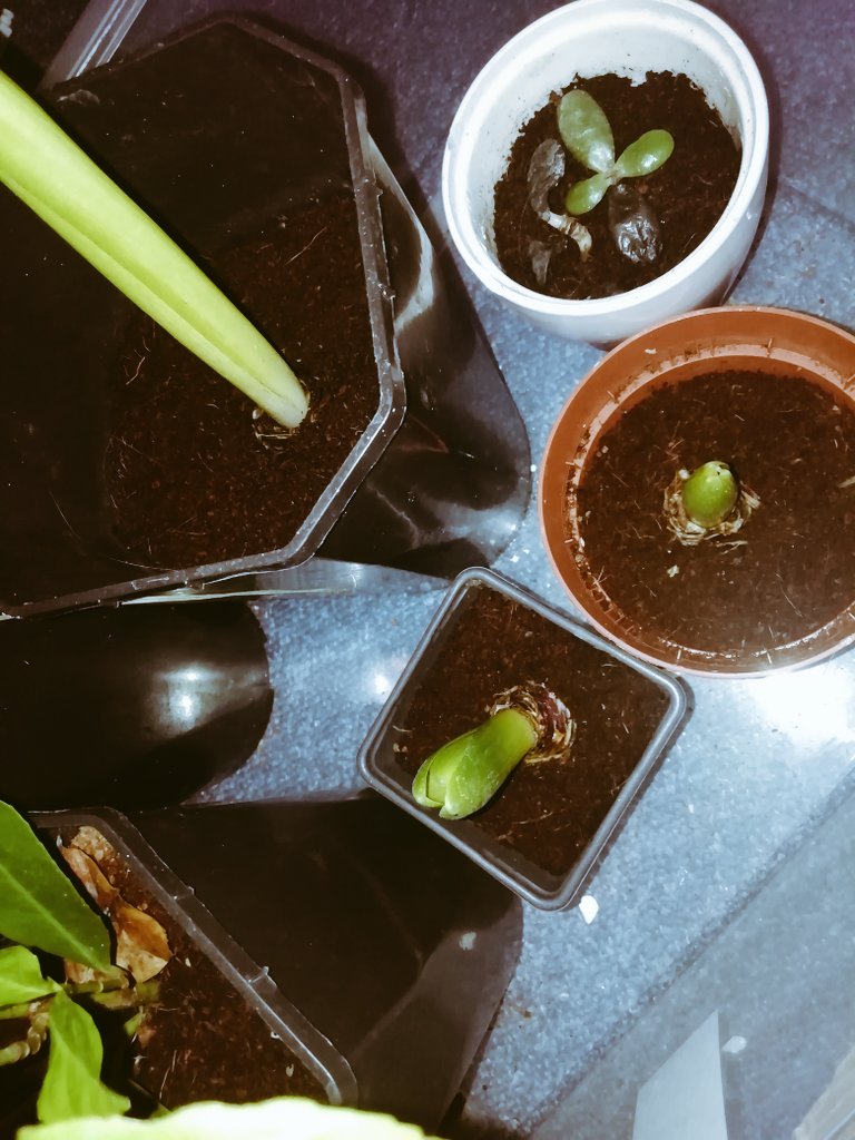 GoWildForBees's tweet photo. All my children are growing so bigπ₯Ίπ... And some are in desperate need of a clean π€ #plantbabies #giantafricanlandsnails #snails #naturelover #shellbabies ππ§‘ https://t.co/FmiHXAjupa