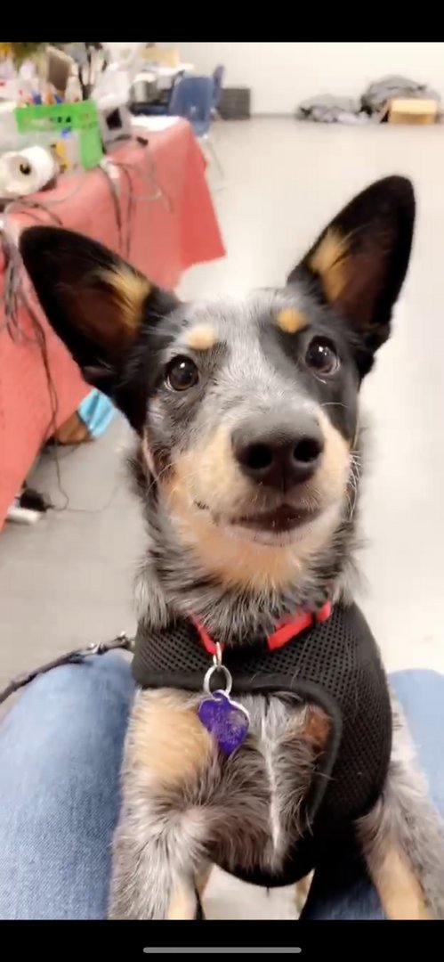🐶 How spoiled is your rodeo pup? 🐶
And who is that adorable pup in the second photo?!