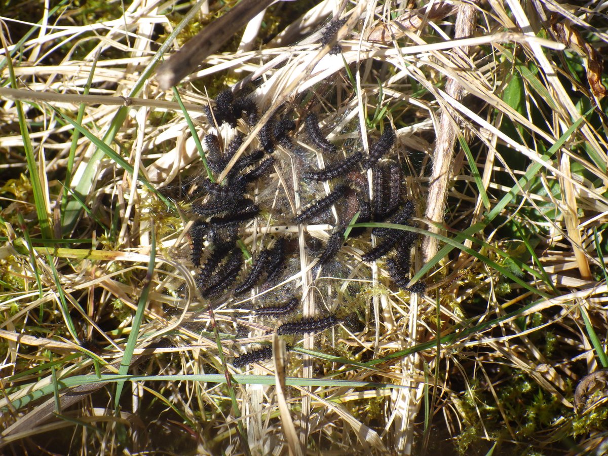 Marsh fritillary on the move!
As part of the marsh fritillary mitigation on A465 S5&amp;6, TACP have worked with Dr Peter Sturgess to relocate over 10,000 larvae away from the Scheme footprint in accordance with a method statement approved by <a href="/NatResWales/">Cyfoeth Naturiol Cymru | Natural Resources Wales</a> and <a href="/savebutterflies/">Butterfly Conservation 🦋</a>