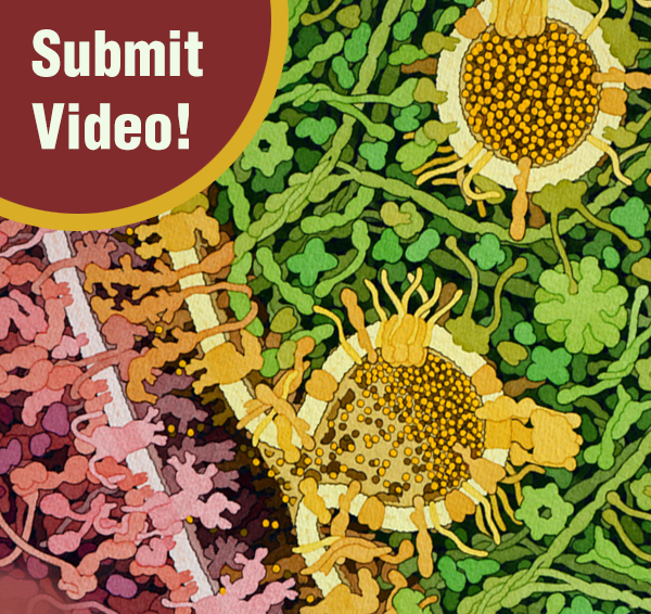 High School Students: Submit Videos By April 27 The PDB-101 Video Challenge is a self-guided research project that will help increase awareness about the Molecular Mechanisms of Drugs for Mental Disorders pdb101.rcsb.org/events/video-c… #BrainWeek #BAW2021