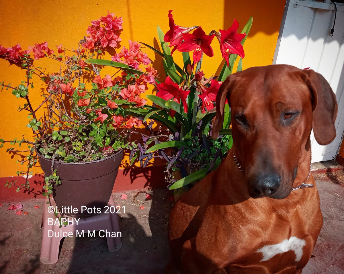 LPots2020's tweet photo. La primavera está llegando a Little Pots.
Las flores de la bisabuela vuelven a saludarnos y a Baphy le encanta estar cerca de ellas para tomar el sol.
#LittlePots #perrosfelices #animalesfelices #dogstagram #rhodesianlove #rhodesianridgeback #animalsofinstagram https://t.co/YtRYZXimLU