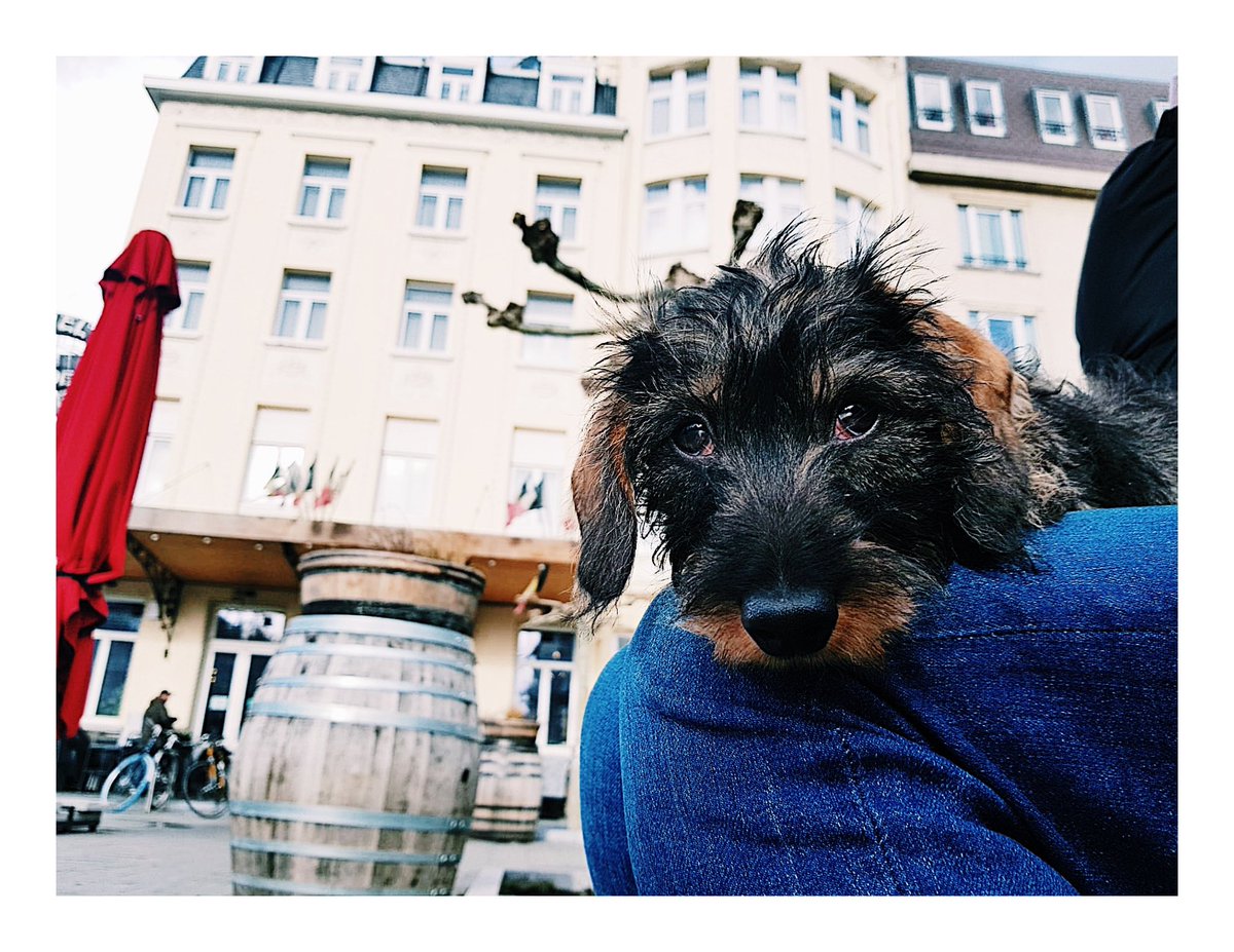 Riadh_B's tweet image. We zijn hier met 22.000. Dat is bijna een sportpaleis. Omdat jullie me ongetwijfeld volgen voor al mijn inhoudelijke en belangwekkende journalistieke verhalen. Toch? Een bedanking in de vorm van een foto. Van mijn hond. Puk. Want ik heb gemerkt: daarom zijn jullie hier 😬🙄🐶! 👇🏼