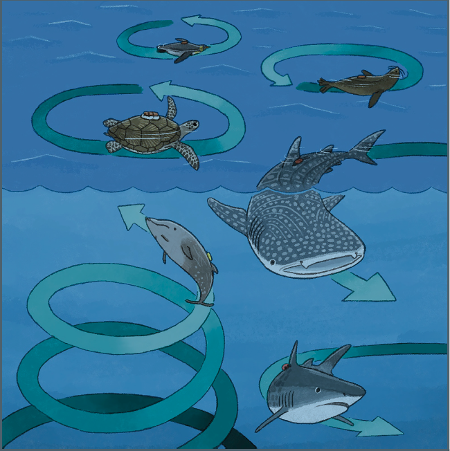 Cell Press (@cellpressnews) on Twitter photo Technological advances have allowed researchers to track the movements of large ocean-dwelling animals, and it has revealed something peculiar. Many of them - like green sea turtles, sharks, and seals - swim in circles. Read more in <a href="/iScience_CP/">iScience journal</a> hubs.ly/H0JkMmB0 Technological advances have allowed researchers to track the movements of large ocean-dwelling animals, and it has revealed something peculiar. Many of them - like green sea turtles, sharks, and seals - swim in circles. Read more in <a href="/iScience_CP/">iScience journal</a> hubs.ly/H0JkMmB0