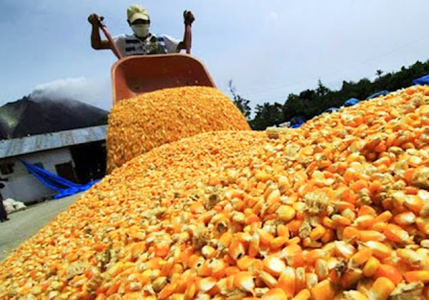 mippci_ven's tweet photo. #NotiMippCI 📰🗞| Venezuela registra producción de 1 millón 80 mil sacos de semillas de maíz para impulsar la producción agroalimentaria. Lea más ⏩ https://t.co/nGzoiiWdpo #HitoBicentenario3millones500mil https://t.co/X5YDWXKfWI