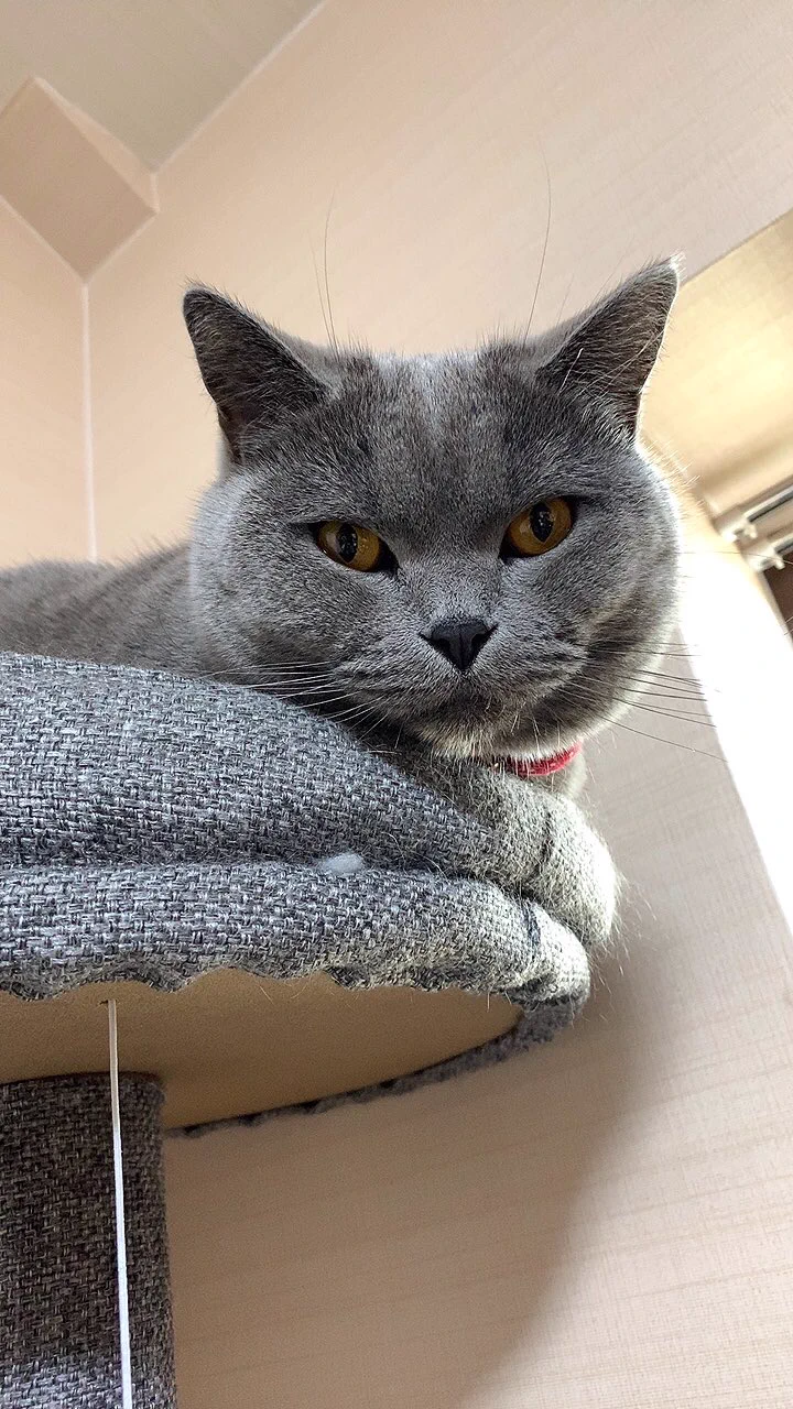 @nyantostos うちはゴールドです！多めですね！血統書に、目の色はゴールドって表記されているんですが、それでも子猫の頃はブルーだったのでしょうか？うちに来た頃はもうゴールドだったので、ブルー時代を見た事なくて💦 