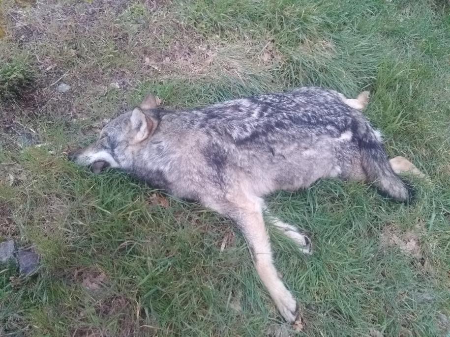 Un loup a été clairement identifié à Lathus. L'animal a été retrouvé mort, mercredi, par un agriculteur, à proximité de la voie ferrée. C'est le 1er cas confirmé dans le département depuis près d'un siècle